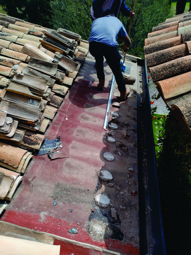 Invernadero Animal Vacas